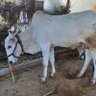 शेतकर्‍याच पोर(Son of farmer)🌾🌻🐄🐃🍇🌶🧅 profil fotoğrafı