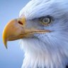 eagle profil fotoğrafı