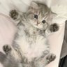シビル's profile picture