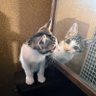 ゴウゆう 的头像