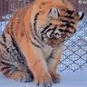 Please accept these paws 的头像