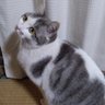 昆布さんと梅子ちゃん's profile picture