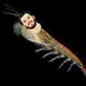 Krill the Thrill ็ๅคดๅ