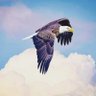 Petertz's profile picture