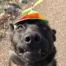Cuidado! Cão Bravo profil fotoğrafı