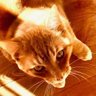 Roskie Boy's profile picture