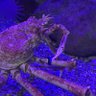 Profilbild von Crabsr2