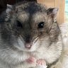 はむはむだいすき's profile picture