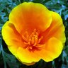 Golden Poppy 的头像