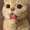 Фото профиля Kucing Galak