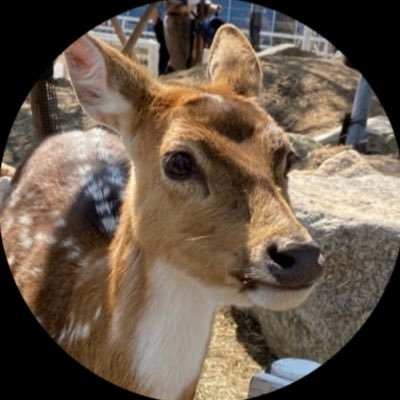 mokusorizm's profile picture