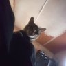 gatopardo 的头像