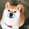しばまろ's profile picture