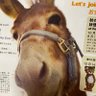 介助犬rundog110ふたば二葉 的头像