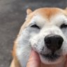 柴犬 すもも 的头像