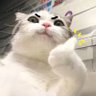 Jaysoiie profil fotoğrafı