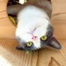 みんな天才さん profil fotoğrafı
