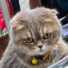 beru's profile picture