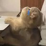 Tofffu 的头像