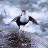 calcalau profil fotoğrafı