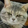 Profilbild von cc
