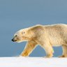 Фото профиля polarbear☮️