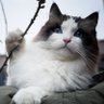 博士🐱's profile picture