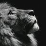 Manolo's profile picture