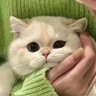 ジャキ ラアオ's profile picture