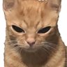 orange cat forever's profile picture
