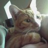 kamegon5691's profile picture