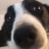 Profilbild von Suricati 🐐