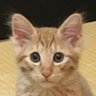こまねこ's profile picture