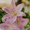 Фото профиля Liliane Gomes da Silva
