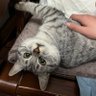 oguagua's profile picture