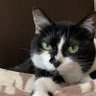 ねこや 的头像