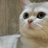 five's profile picture