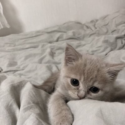 ponpon__puu's profile picture