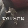 zongzi profil fotoğrafı