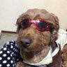 とむー 的头像