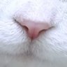 にけまる's profile picture