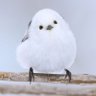 ボウ's profile picture