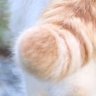 コケにゃ's profile picture