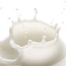 milk 的头像