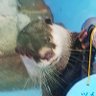 Profilbild von とくだ