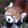 振り返ればネコがいる 的头像
