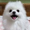 モコ太郎's profile picture