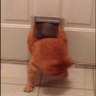 んぼね 的头像