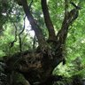 トヨコ profil fotoğrafı