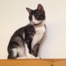ねねん 的头像